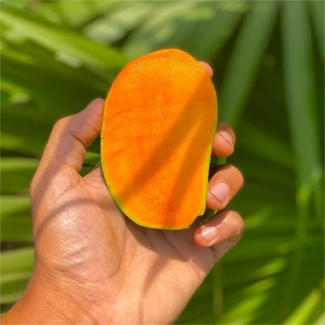 Wholesale Kesar Mango Supplier – UAE